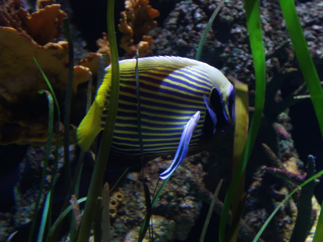 Sea Life Helsinki (6. Juni)