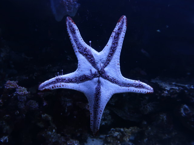 Sea Life Helsinki (6. Juni)
