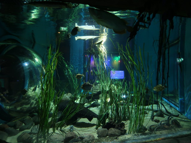 Sea Life Helsinki (6. Juni)