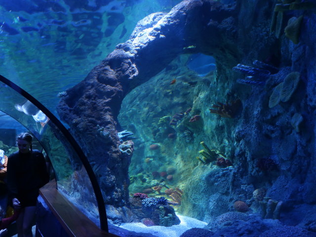 Sea Life Helsinki (6. Juni)