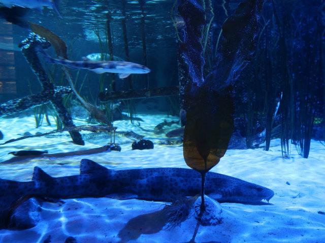 Sea Life Helsinki (6. Juni)
