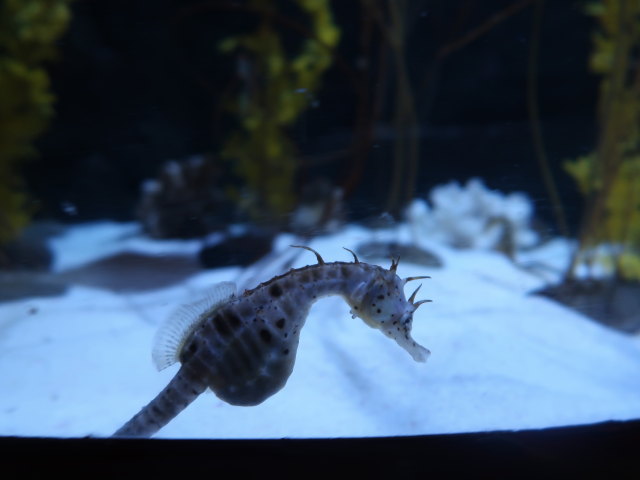 Sea Life Helsinki (6. Juni)
