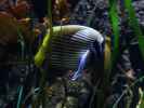 Sea Life Helsinki (6. Juni)