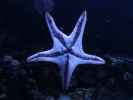Sea Life Helsinki (6. Juni)