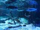 Sea Life Helsinki (6. Juni)