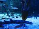 Sea Life Helsinki (6. Juni)