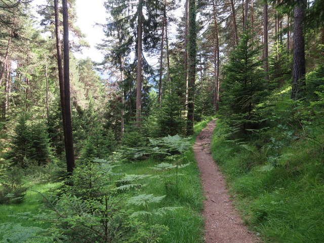 zwischen Solenalm und Bahnhof Hochzirl (14. Juni)