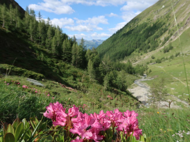 zwischen Sudetendeutscher H&uuml;tte und Schmelzh&uuml;tte (5. Juli)