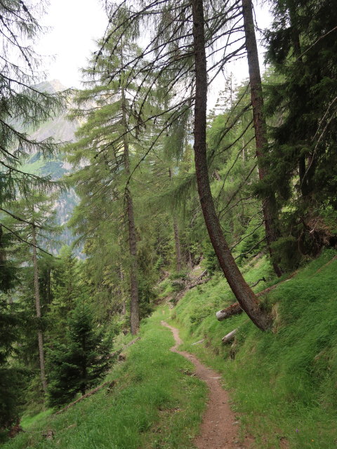 zwischen &Auml;u&szlig;erer Steiner Alm und Stein (5. Juli)
