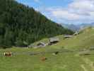 &Auml;u&szlig;ere Steiner Alm, 1.914 m (5. Juli)