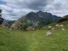 &Auml;u&szlig;ere Steiner Alm, 1.914 m (5. Juli)