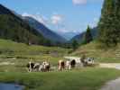 Ahrntal zwischen Gro&szlig;bachbachl und Sch&uuml;ttalmbach (11. Juli)