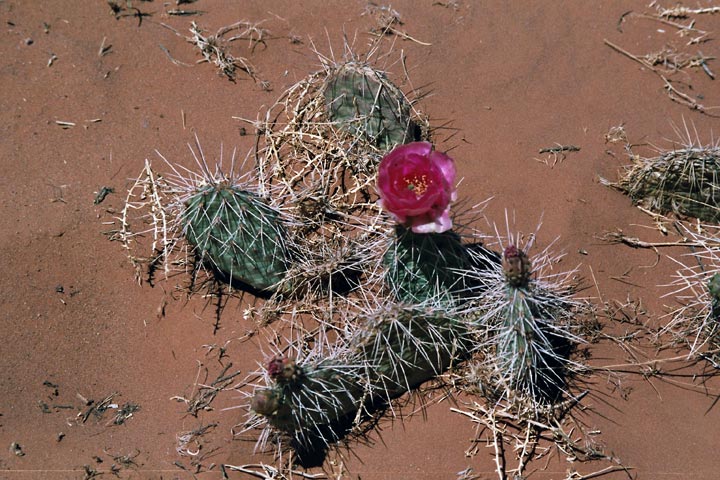 Kaktusblüte (8. Mai)