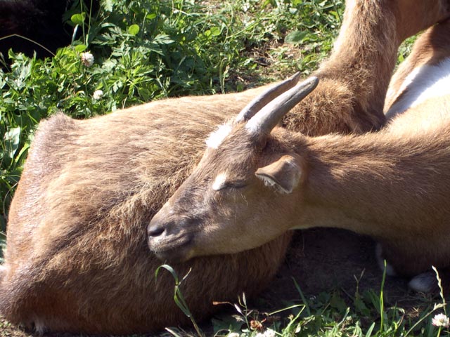 Ziegen (21. Juni)