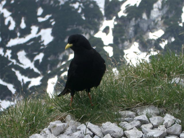 Vogel am Brunnkogel (29. Mai)