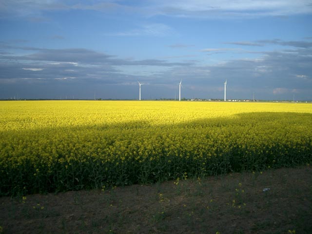 Rapsfeld bei Breitenlee (2. Mai)