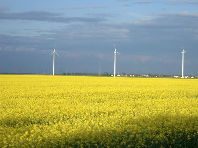 Rapsfeld bei Breitenlee (2. Mai)