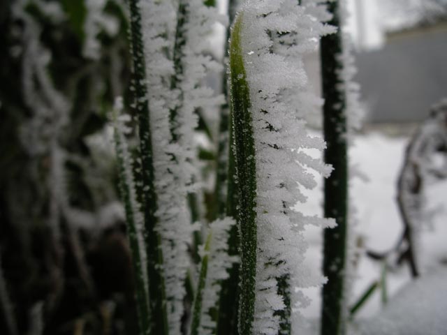 im Garten meiner Eltern