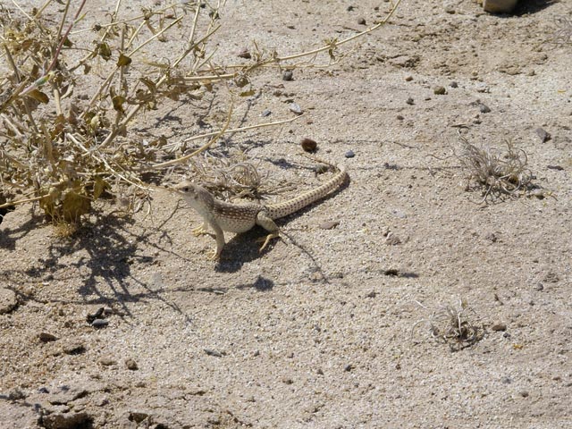 am Pumpkin Patch Jeep Trail in der Ocotillo Wells State Vehicular Recreation Area (10. Mai)