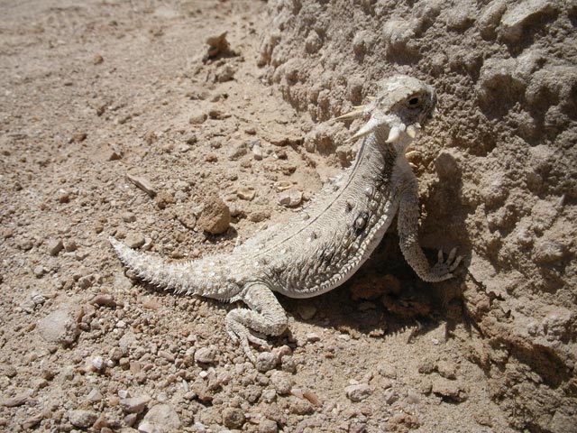im Pumpkin Patch in der Ocotillo Wells State Vehicular Recreation Area (10. Mai)