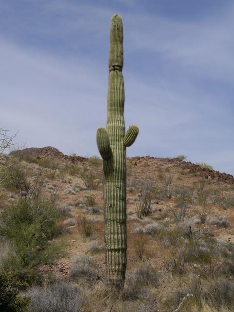 beim Castle Dome Mountains Jeep Trail (12. Mai)