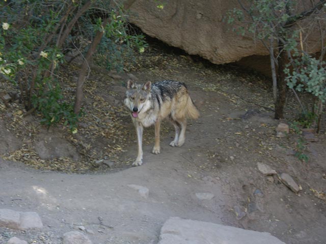 Arizona-Sonora Desert Museum (14. Mai)