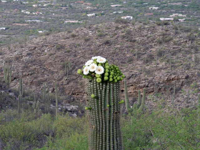 am Catalina Highway (15. Mai)