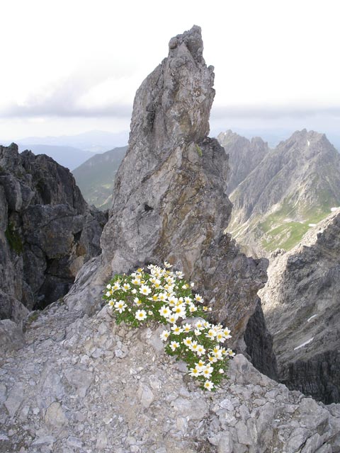 2. Schafalpenkopf (1. Juli)