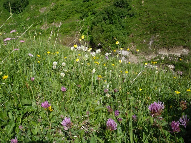 zwischen Geißhorn und Krumbach (2. Juli)