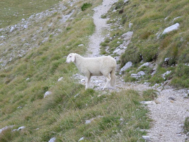 im Belscica (3. Sep.)