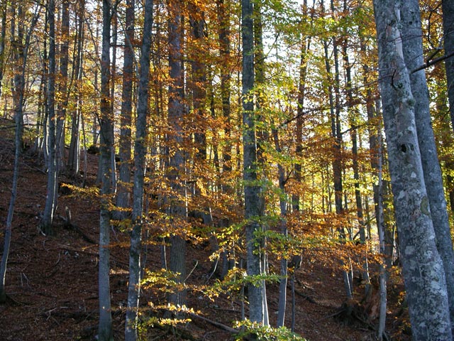am Kärntner Grenzweg zwischen Pischenzasattel und Koschutahaus (8.Okt.)