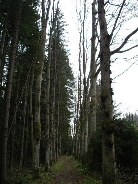 Weitental zwischen Kalter Quelle und Wutschinger