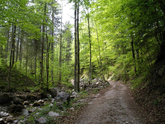 zwischen Ramsau und Sch&ouml;ffaualm