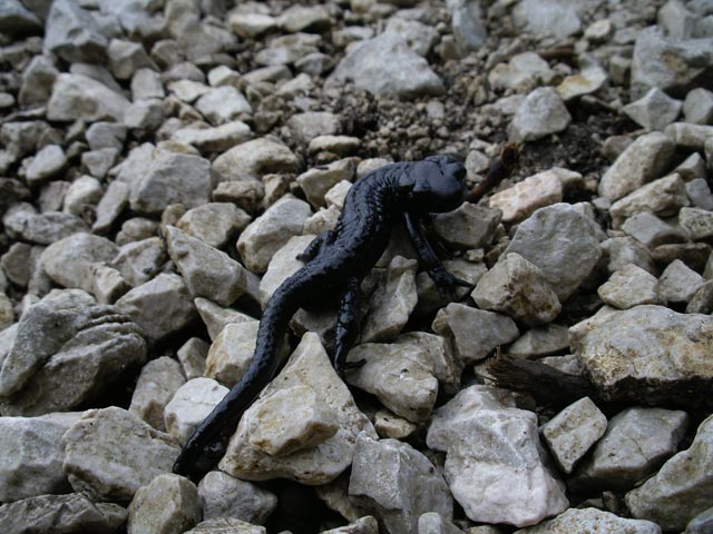 Alpensalamander zwischen Gamsgufel und 'Alter Schlag' (12. Mai)