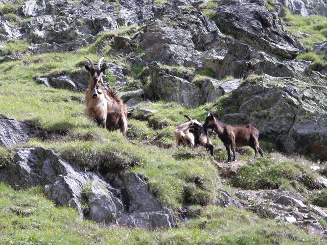 neben Weg 5 zwischen &Ouml;tzstatt und der Sch&auml;ferh&uuml;tte (23. Juli)