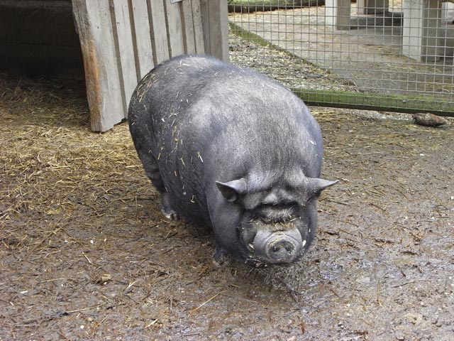 H&auml;ngebauchschwein im Tierpark