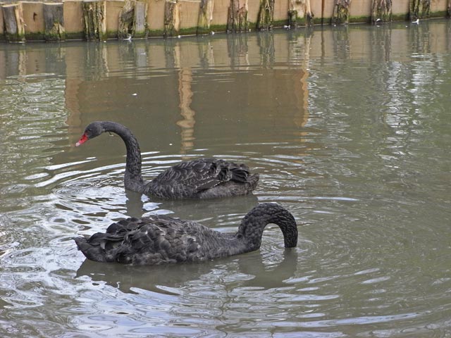 Schwarzschw&auml;ne im Tierpark