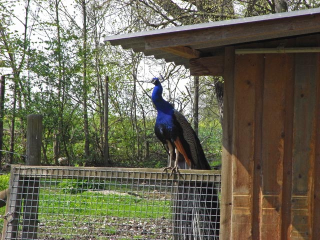 Pfau im Tierpark