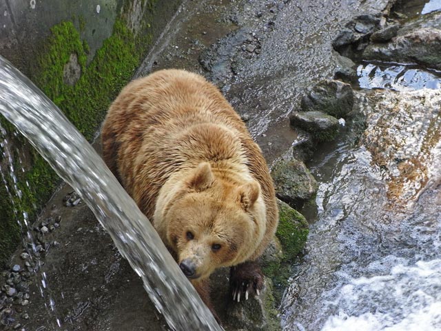 Braunb&auml;r im Tierpark