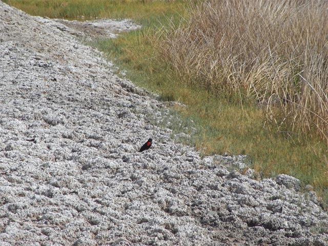 bei Tecopa Hot Springs (4. Mai)