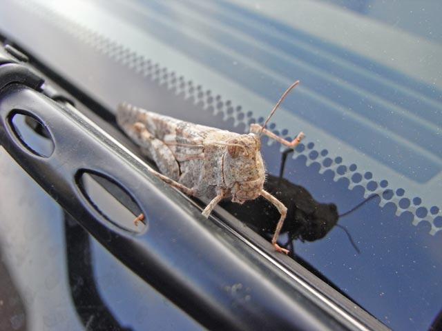 am Titus Canyon Jeep Trail im Death Valley National Park (5. Mai)