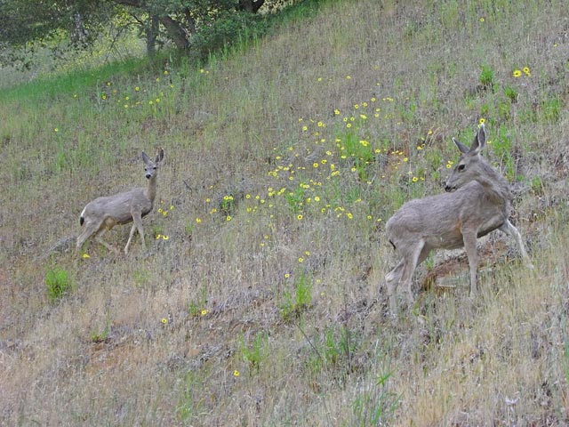 neben dem Generals Highway im Sequoia National Park (7. Mai)