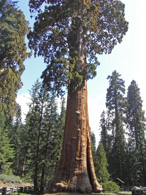 Giant Forest im Sequoia National Park (7. Mai)
