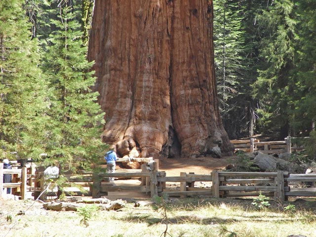 General Sherman Tree im Sequoia National Park (7. Mai)
