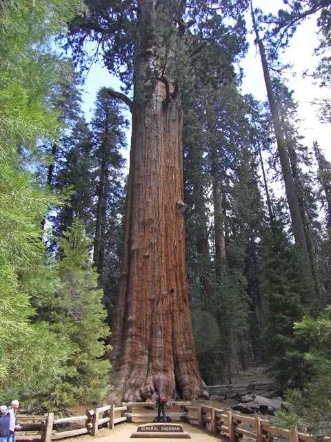 General Sherman Tree im Sequoia National Park (7. Mai)