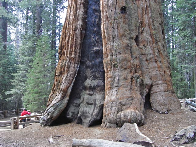 General Sherman Tree im Sequoia National Park (7. Mai)