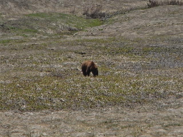 im Sequoia National Park (7. Mai)
