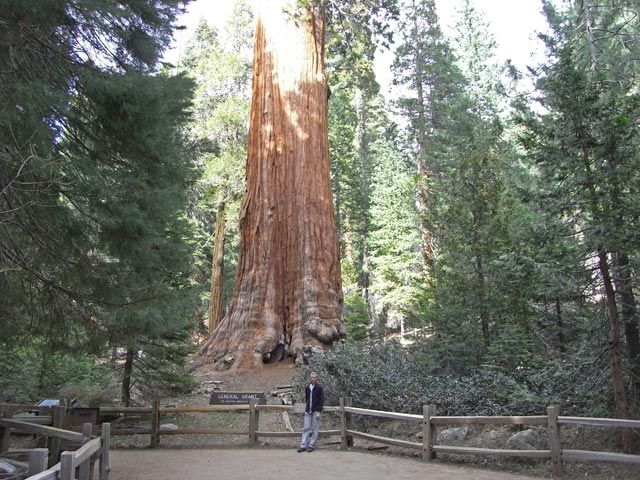Ich beim General Grant Tree im Kings Canyon National Park (7. Mai)
