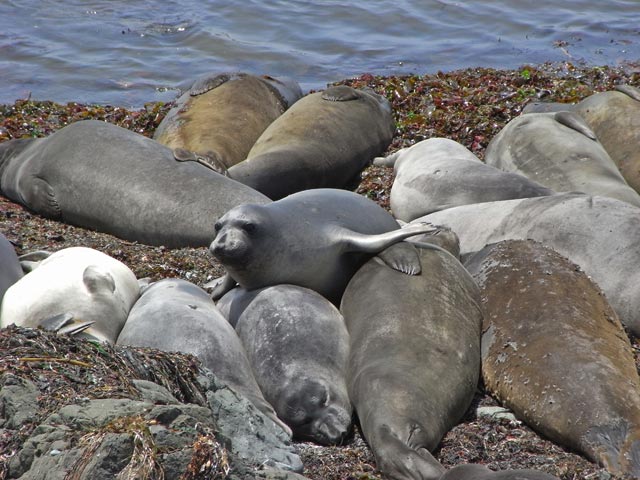 Pazifikk&uuml;ste zwischen Point San Simeon und Point Piedras Blancas (8. Mai)