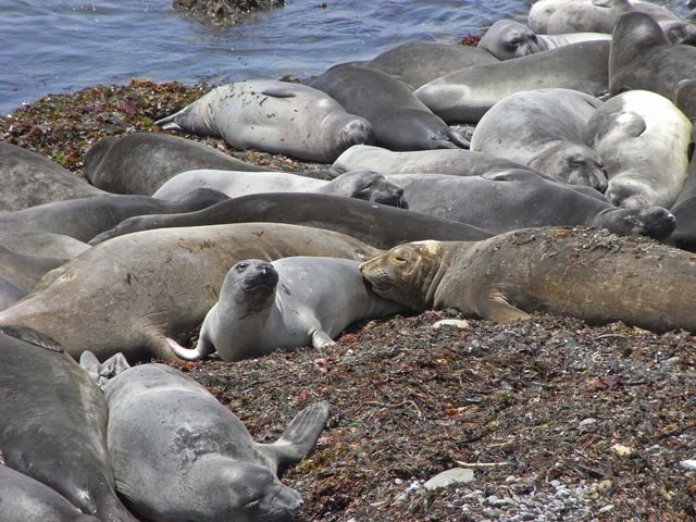 Pazifikk&uuml;ste zwischen Point San Simeon und Point Piedras Blancas (8. Mai)